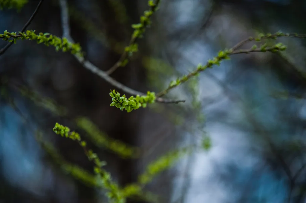 Leaves